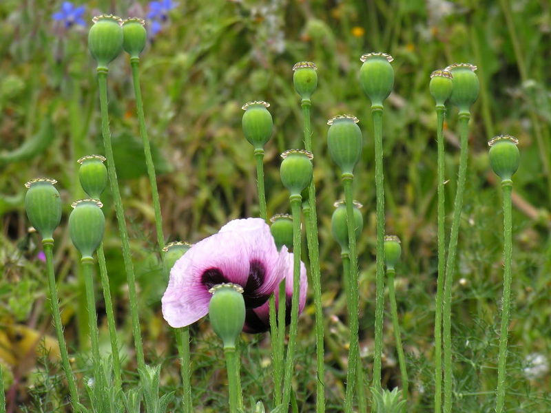 Papaver somniferum setigerum.18