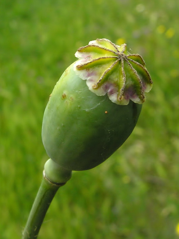 Papaver somniferum setigerum.19