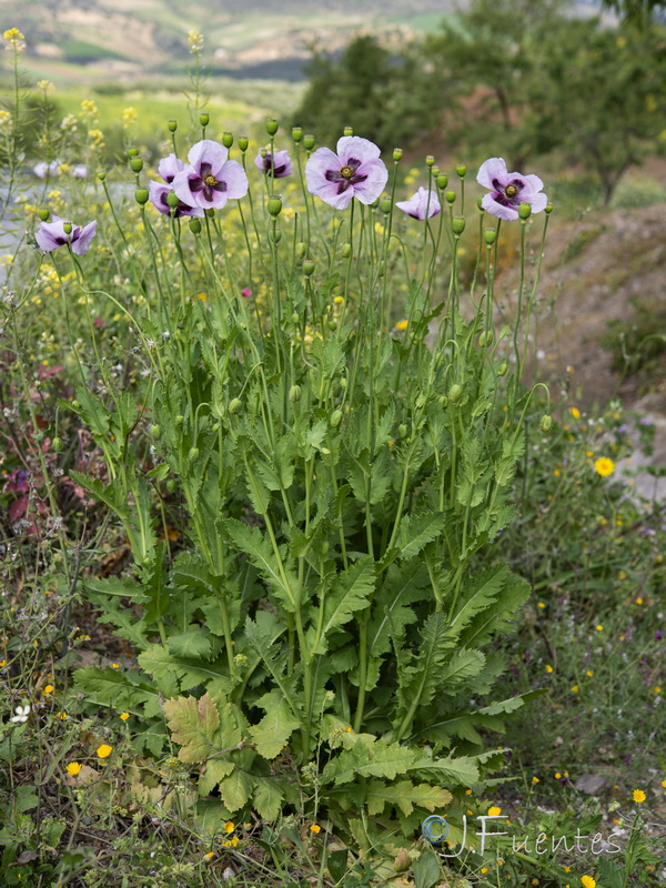 Papaver somniferum setigerum.27