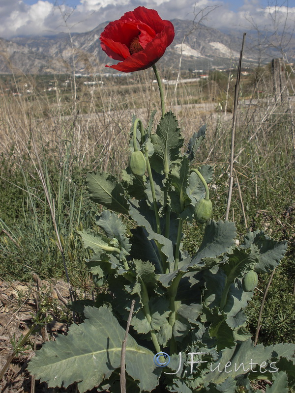 Papaver somniferum somniferum.01