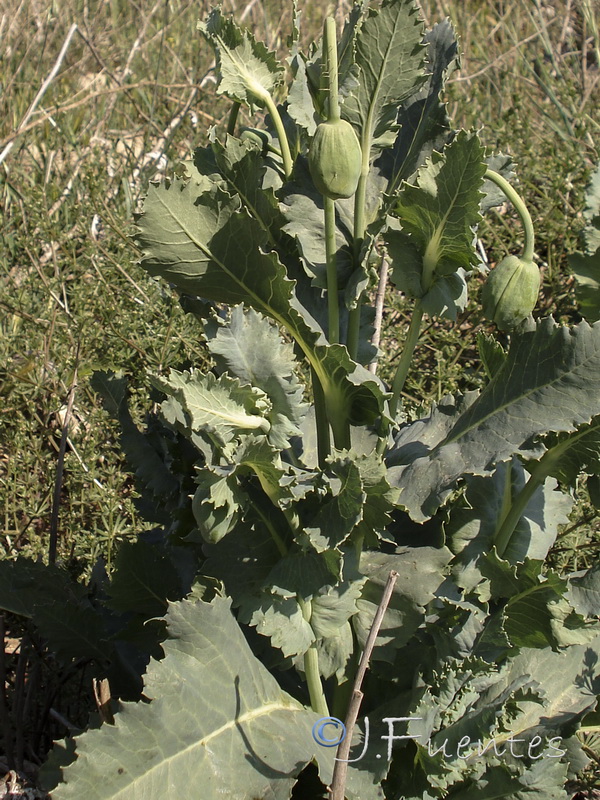 Papaver somniferum somniferum.02