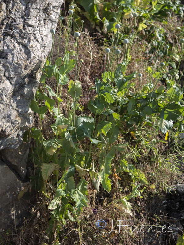 Papaver somniferum somniferum.03