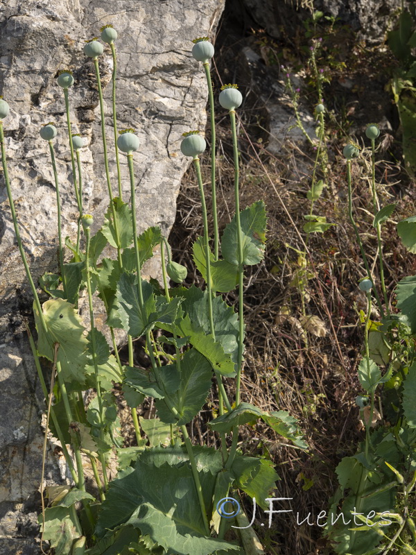 Papaver somniferum somniferum.04