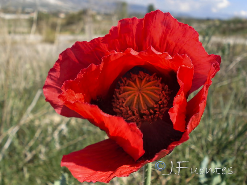 Papaver somniferum somniferum.05