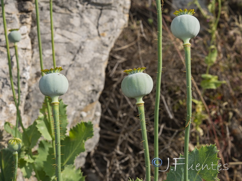 Papaver somniferum somniferum.07