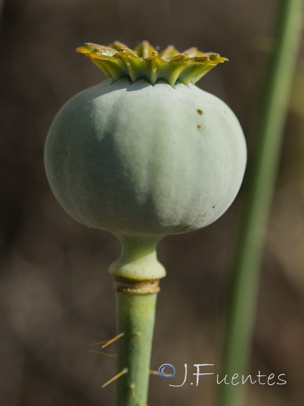 Papaver somniferum somniferum.08