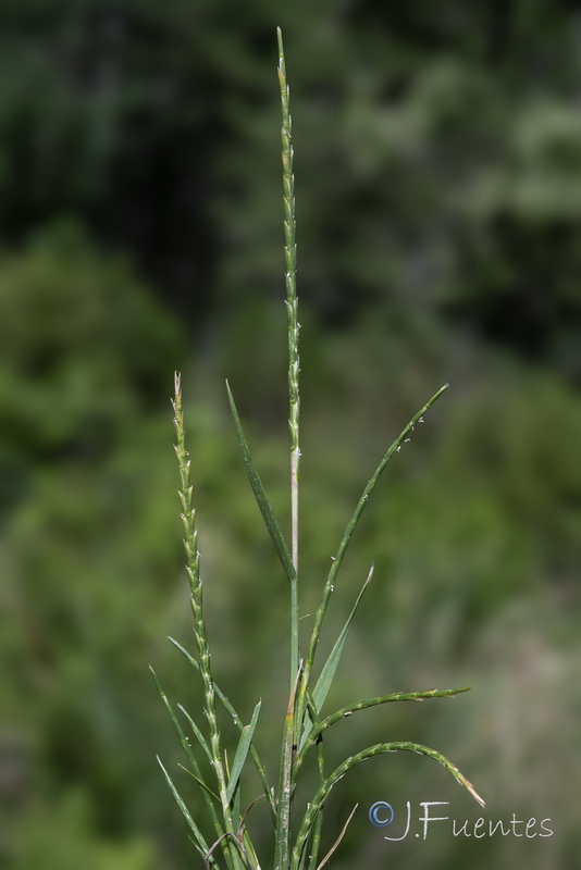 Parapholis cylindrica.01