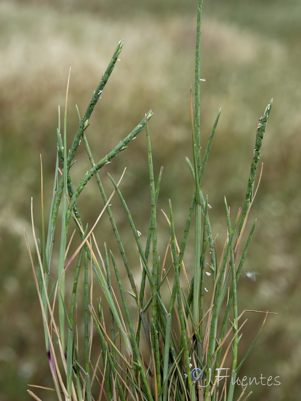 Parapholis cylindrica.02