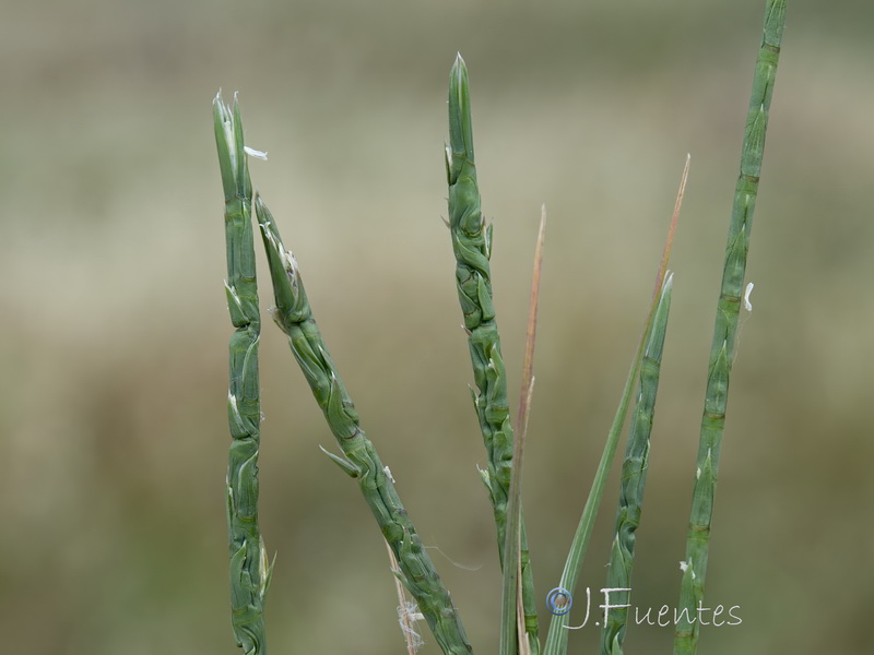 Parapholis cylindrica.04