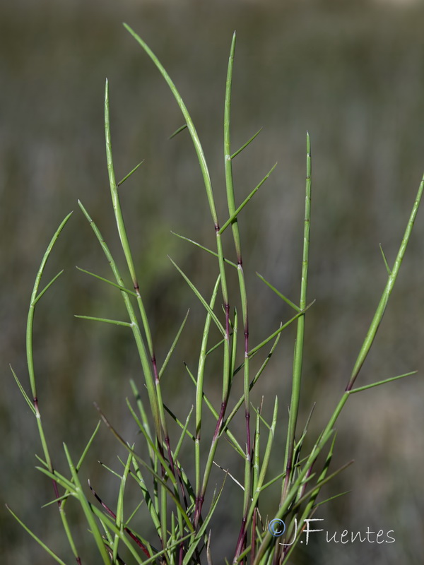 Parapholis filiformis.01