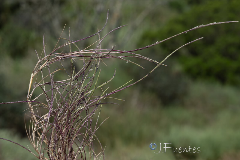 Parapholis filiformis.02