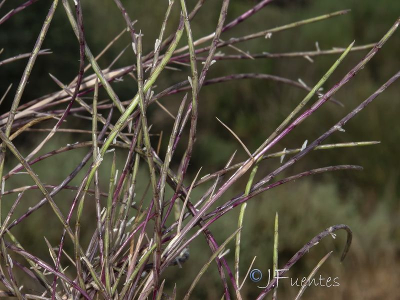 Parapholis filiformis.03