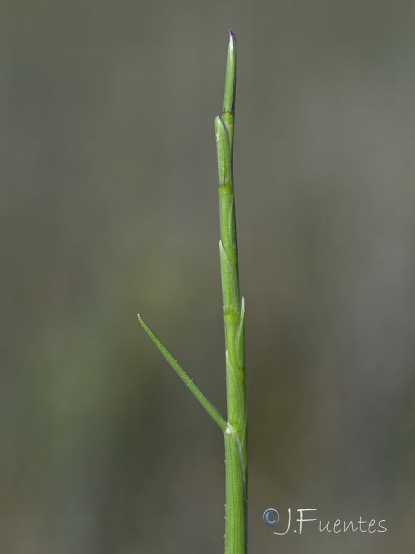 Parapholis filiformis.04