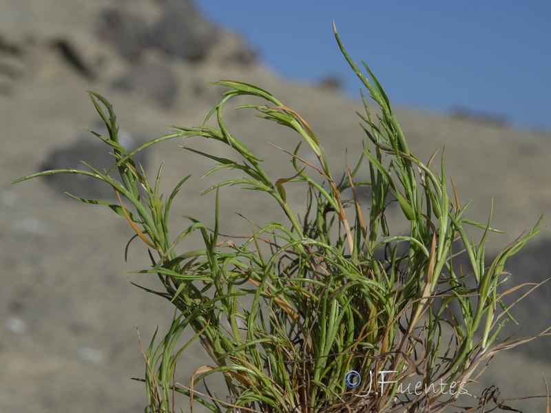 Parapholis marginata.01