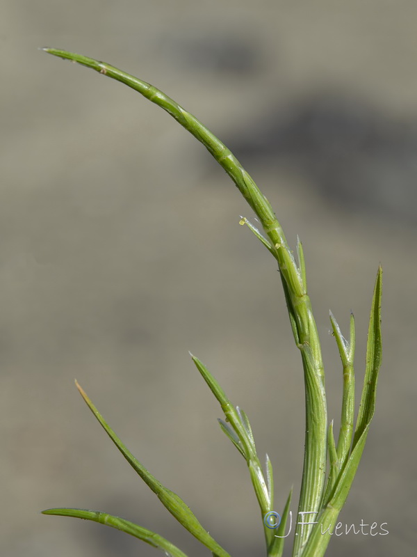 Parapholis marginata.04