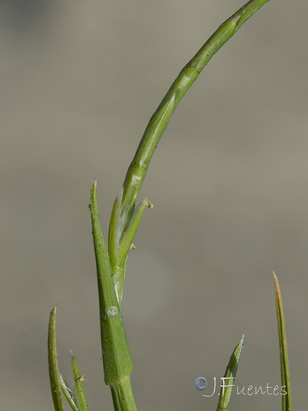 Parapholis marginata.05