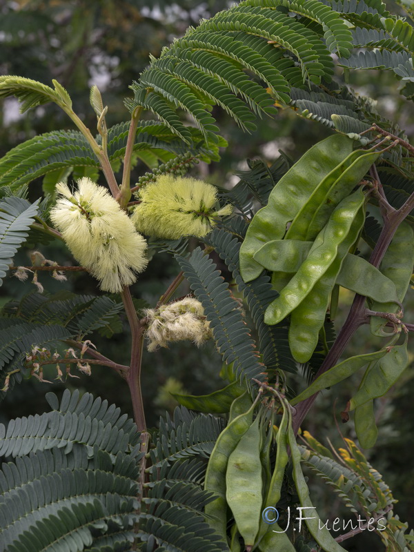 Paraserianthes lophantha.02