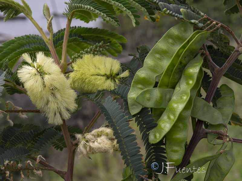 Paraserianthes lophantha.03