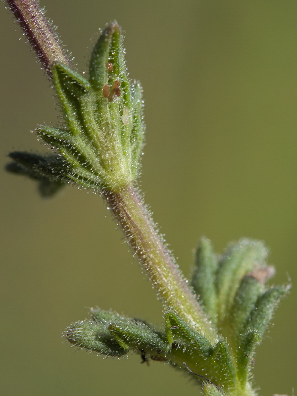 Parentucellia latifolia.03