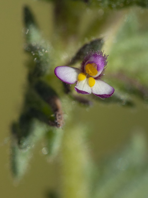 Parentucellia latifolia.10