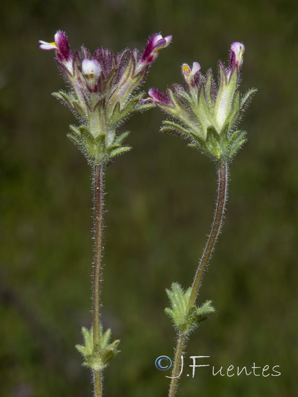 Parentucellia latifolia.15