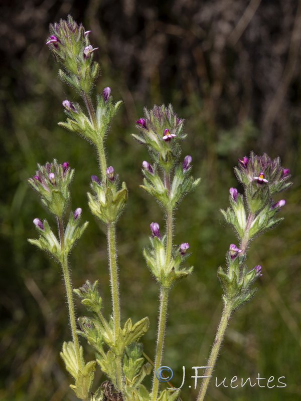 Parentucellia latifolia.18