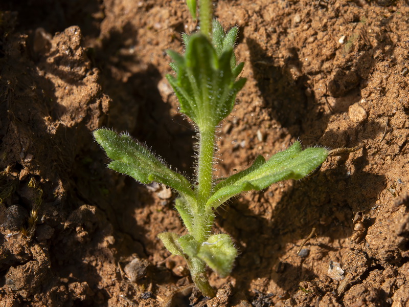 Parentucellia latifolia.21
