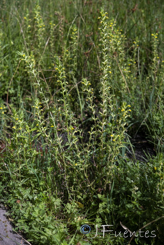 Parentucellia viscosa.08