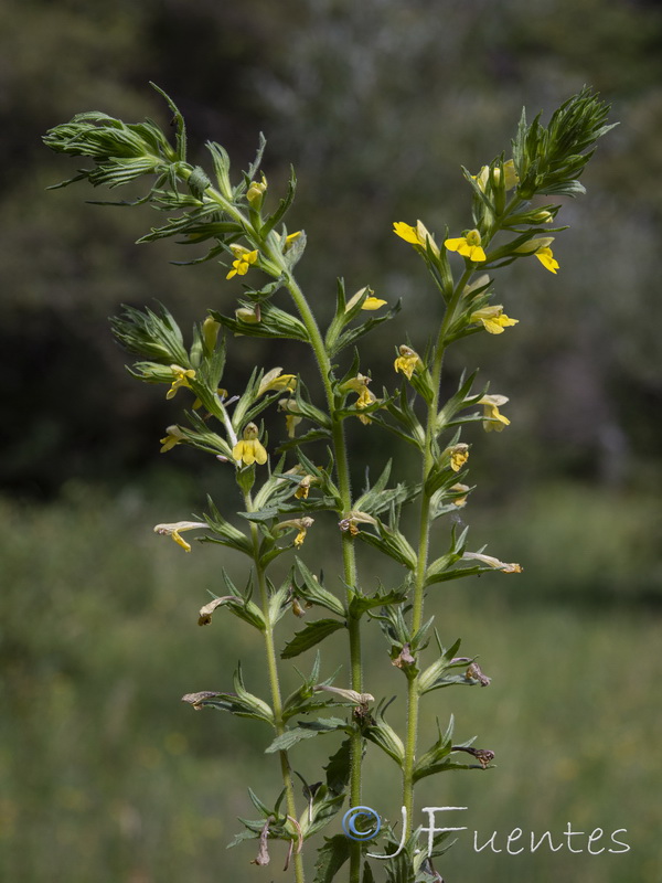 Parentucellia viscosa.01