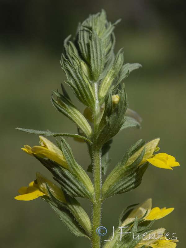 Parentucellia viscosa.05