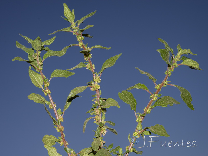 Parietaria judaica.01