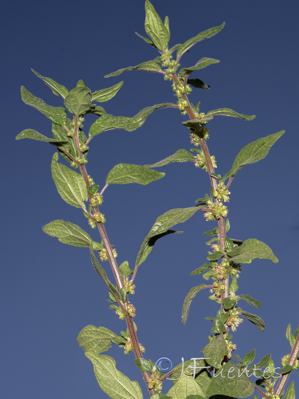 Parietaria judaica.02