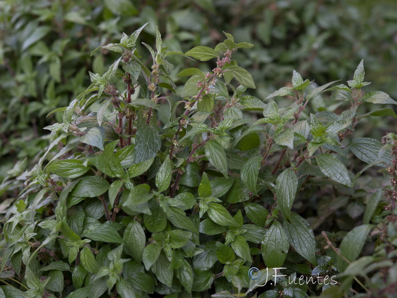 Parietaria judaica.04