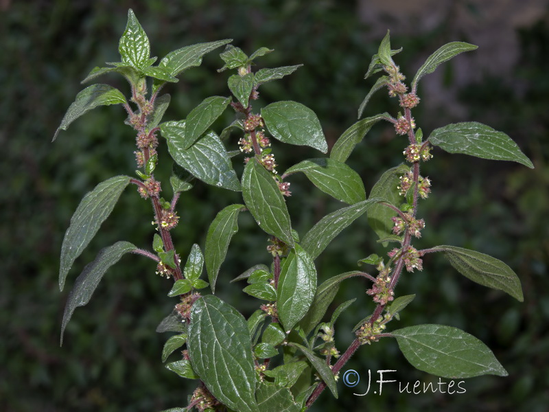 Parietaria judaica.01