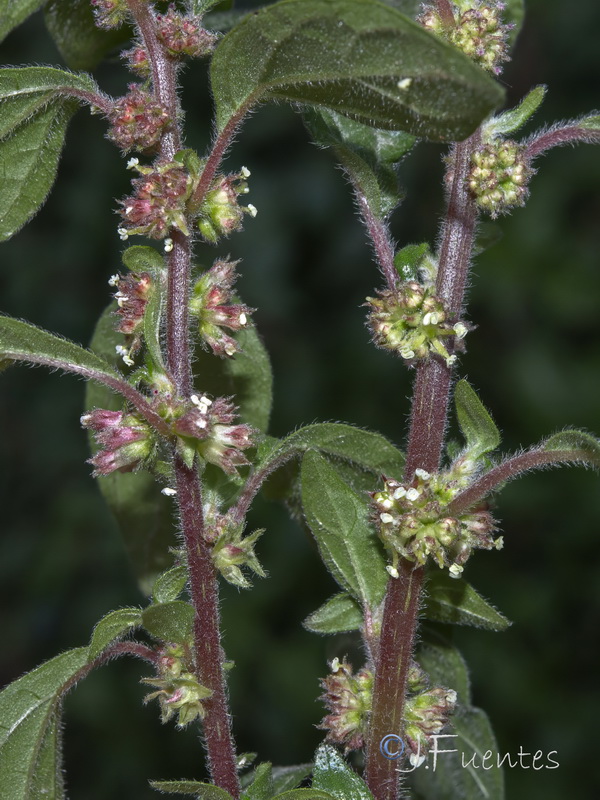 Parietaria judaica.06