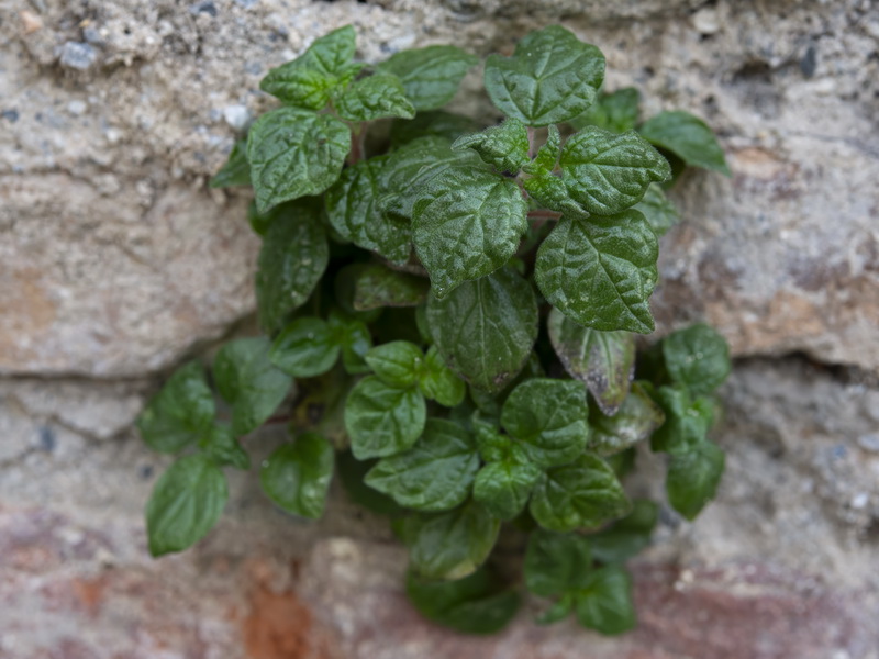 Parietaria judaica.07