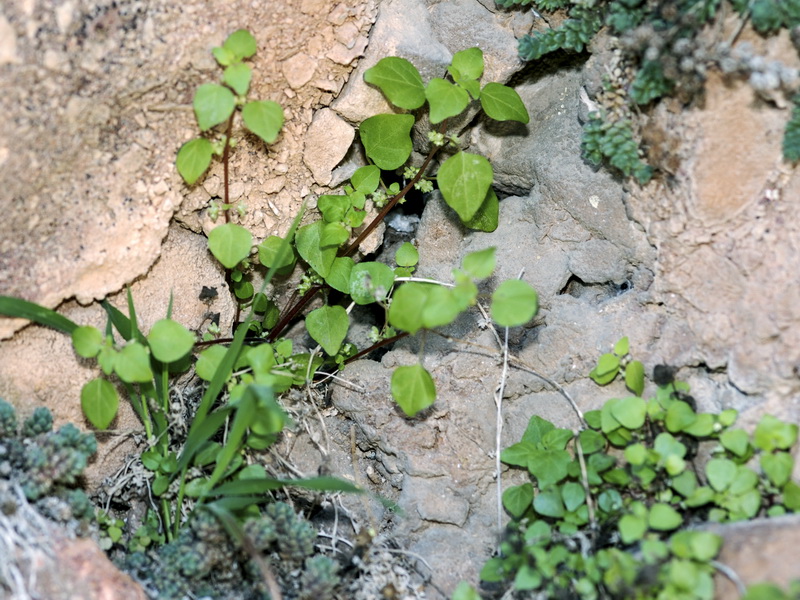 Parietaria lusitanica lusitanica.01