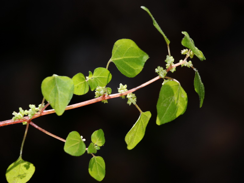 Parietaria lusitanica lusitanica.03