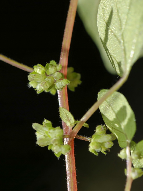 Parietaria lusitanica lusitanica.05