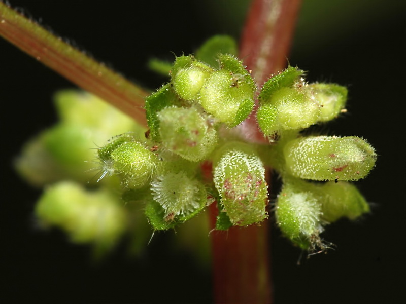 Parietaria lusitanica lusitanica.06