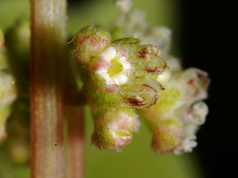 Parietaria lusitanica lusitanica.10