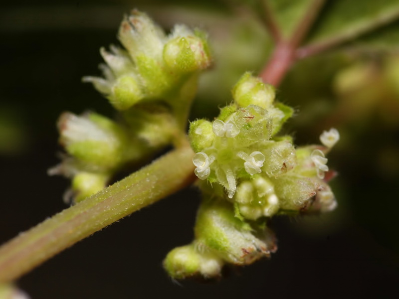 Parietaria lusitanica lusitanica.12