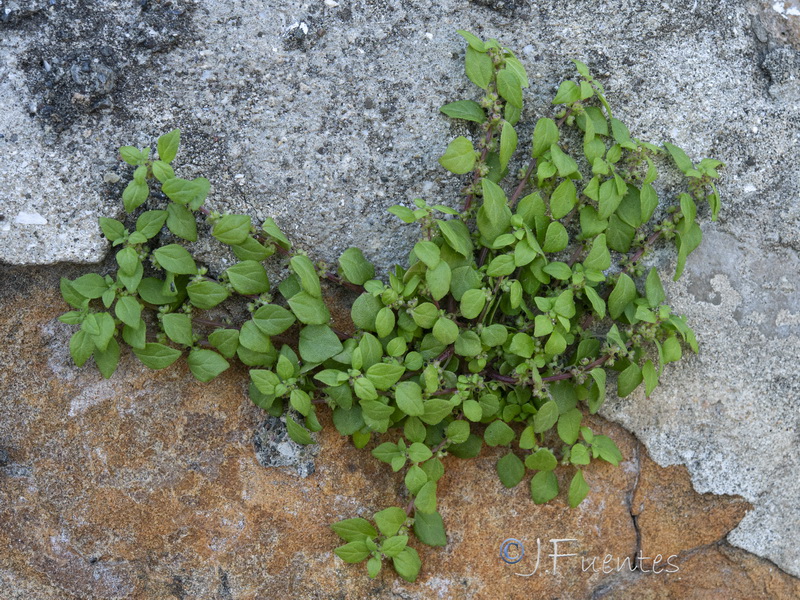 Parietaria lusitanica lusitanica.14