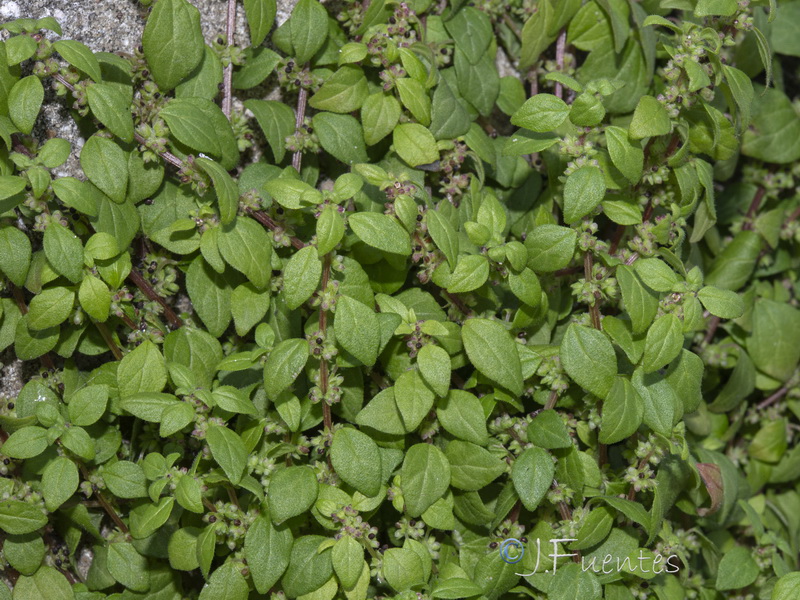 Parietaria lusitanica lusitanica.20