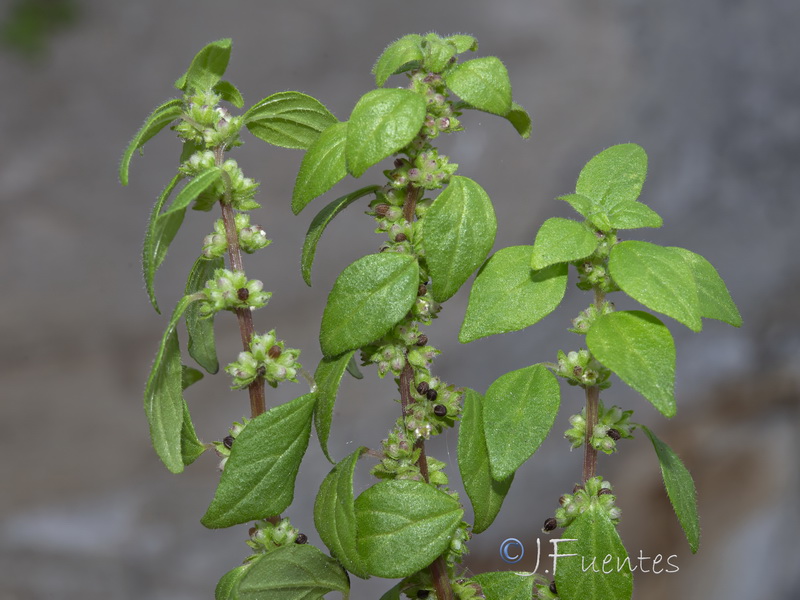 Parietaria lusitanica lusitanica.19