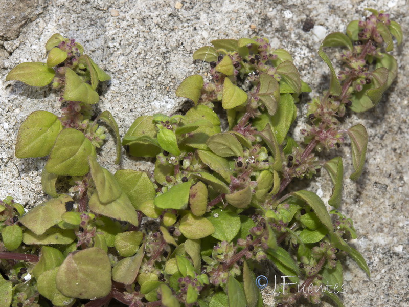 Parietaria lusitanica lusitanica.20