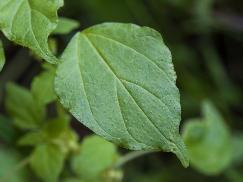 Parietaria mauritanica.05