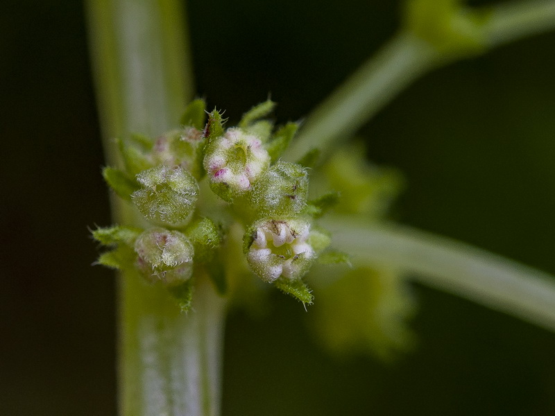 Parietaria mauritanica.11