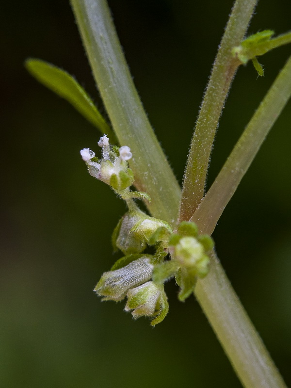 Parietaria mauritanica.14