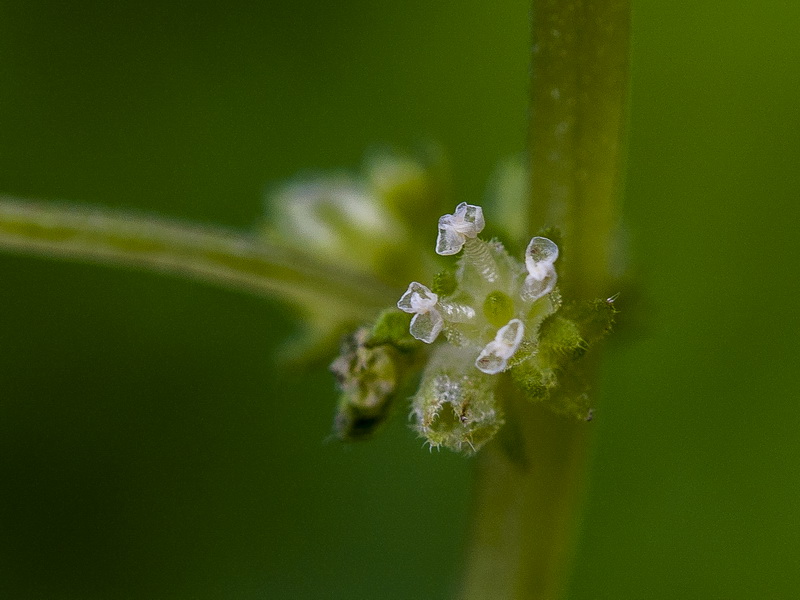 Parietaria mauritanica.19